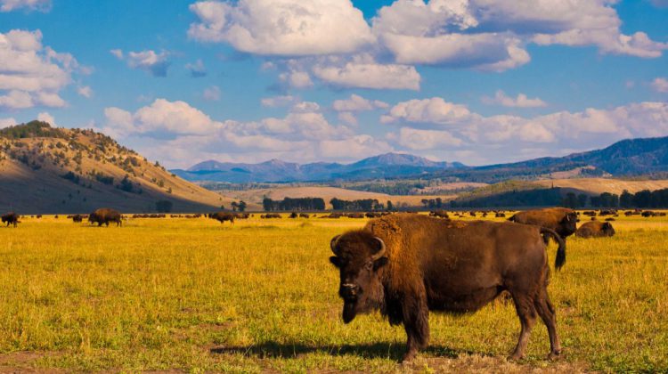 Yellowstone National Park