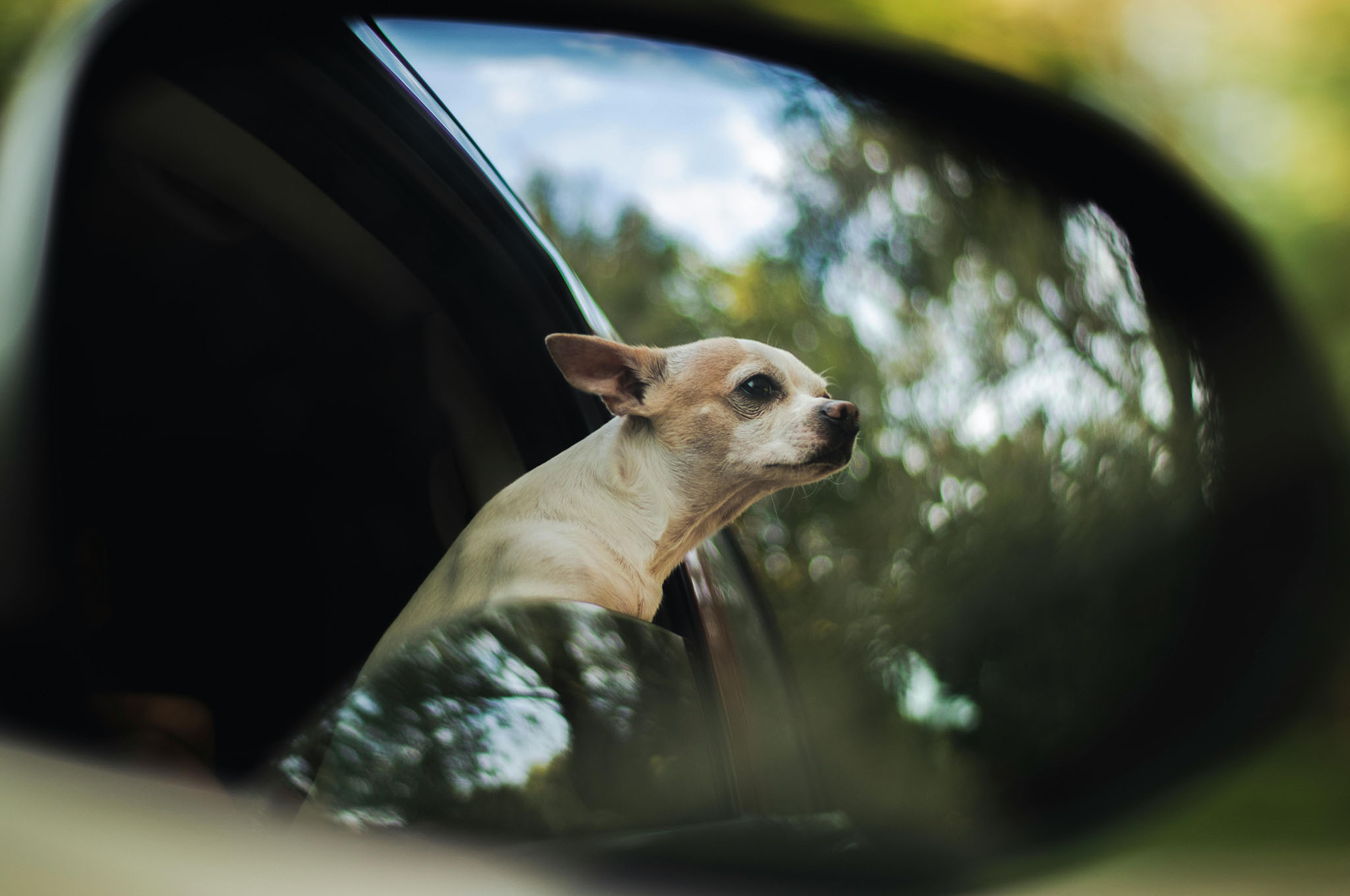 How to Keep Your Dog Calm On a Road Trip