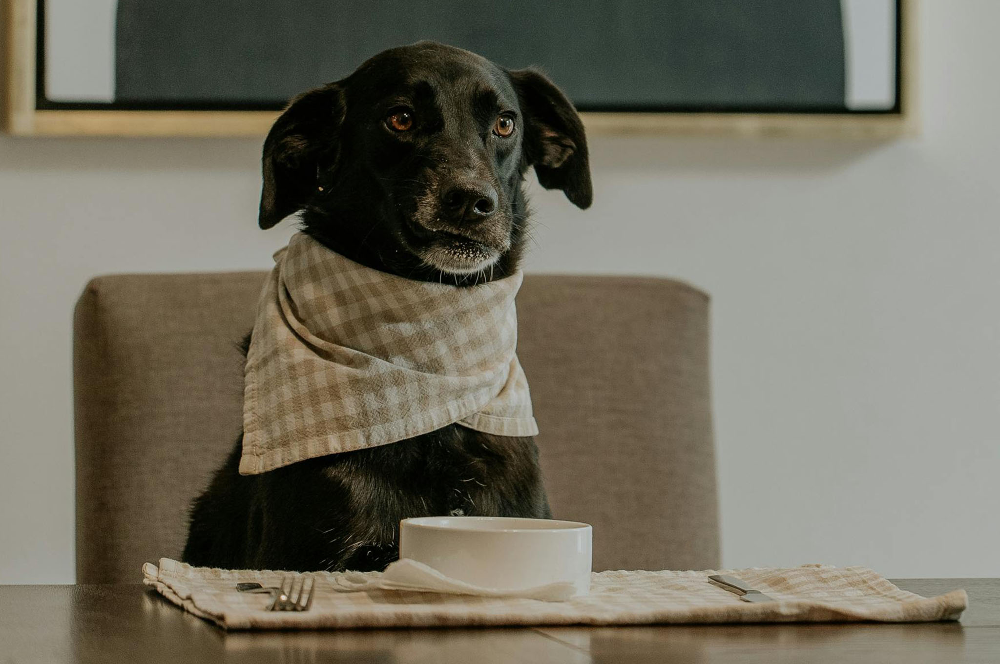 Tips for Dog-Friendly Dining