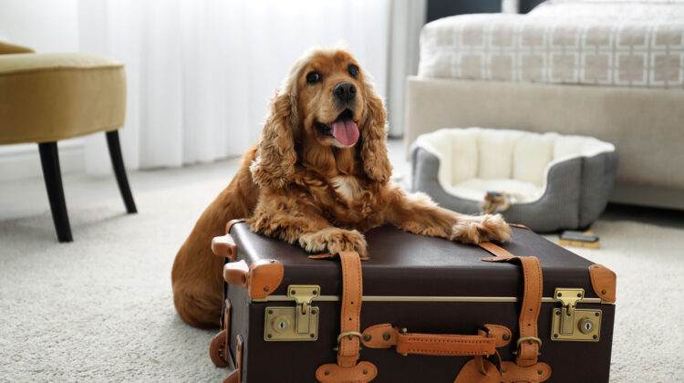 dog travel kit