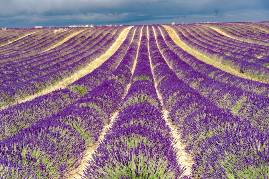 Valensole lavender