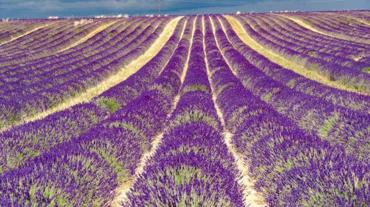 Lavender field in Provence, France