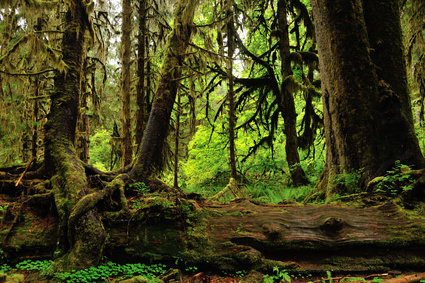 Mountains, Seashore and More: Olympic National Park with Sixt | SIXT ...